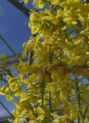 Sigma8 100%Crop